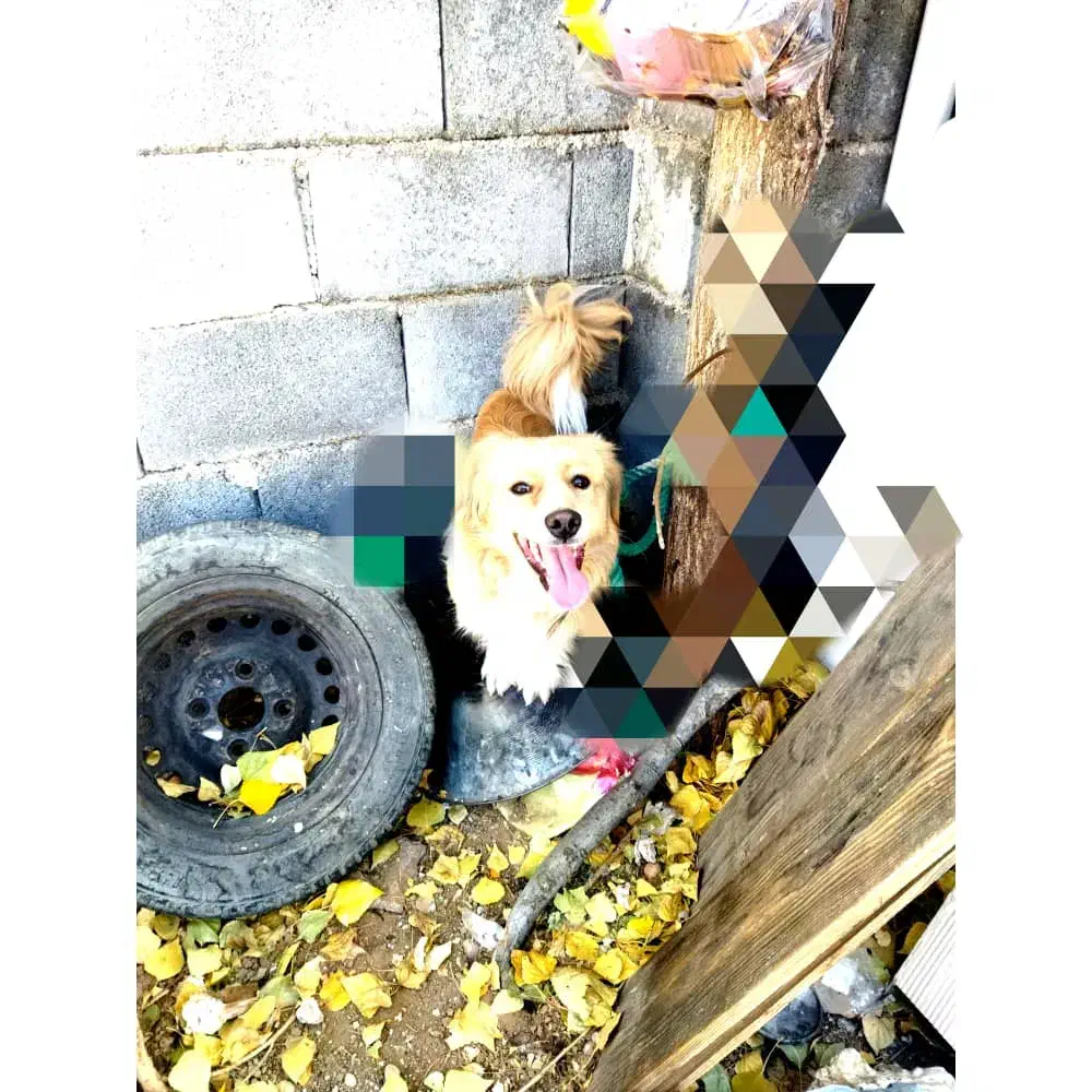 واگذاری سگ شیتزو|سگ|یاسوج, |دیوار