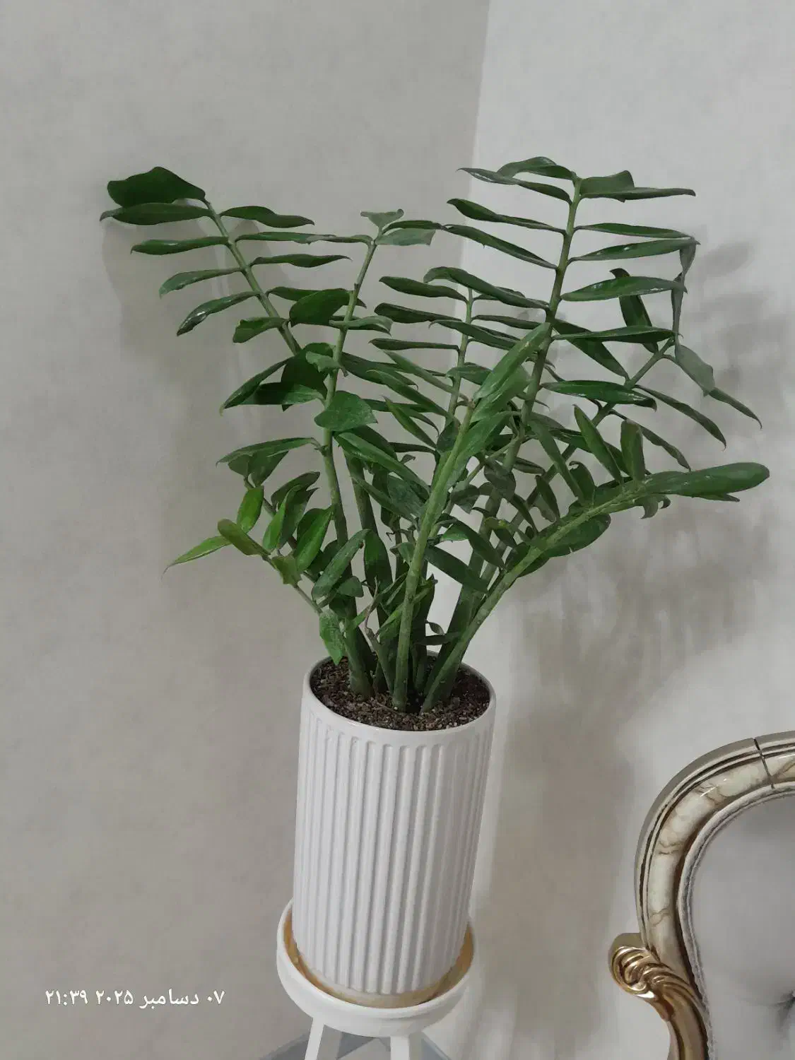 گلدان گل زامفولیا هلندی|گل و گیاه طبیعی|مشهد, شهرک رازی (شهرک غرب)|دیوار