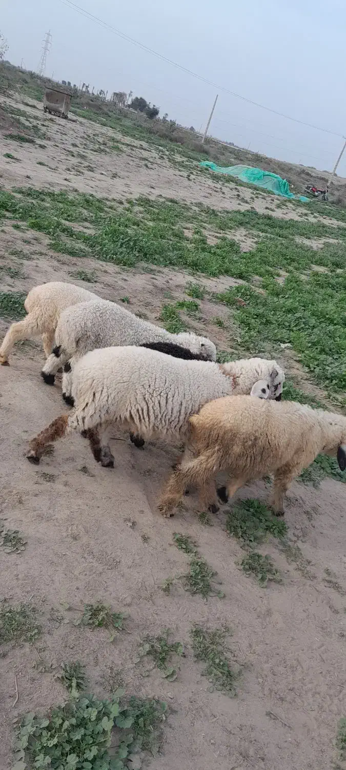 بره نر|حیوانات مزرعه|جیرفت, |دیوار