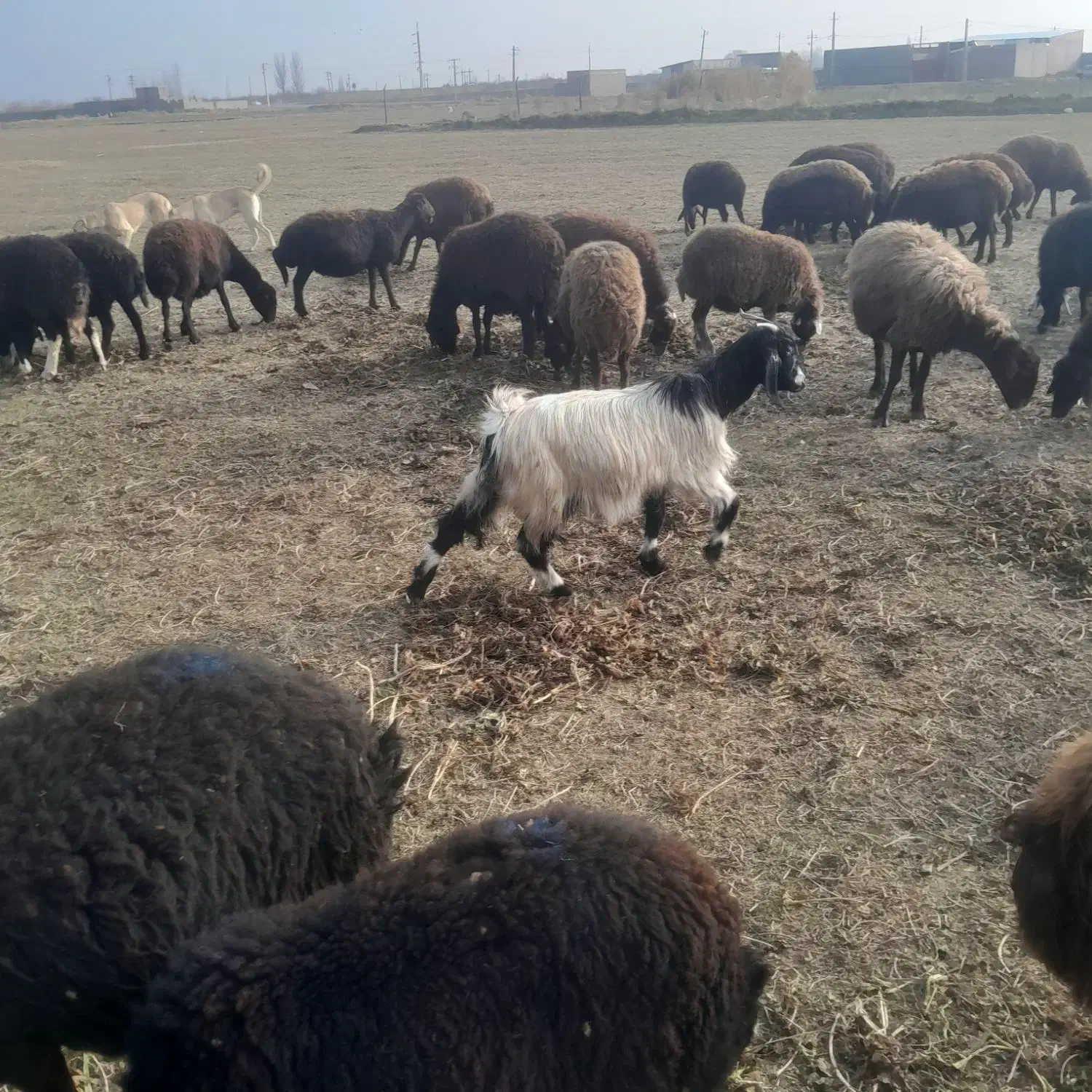 فروش بوز|حیوانات مزرعه|نقده, |دیوار