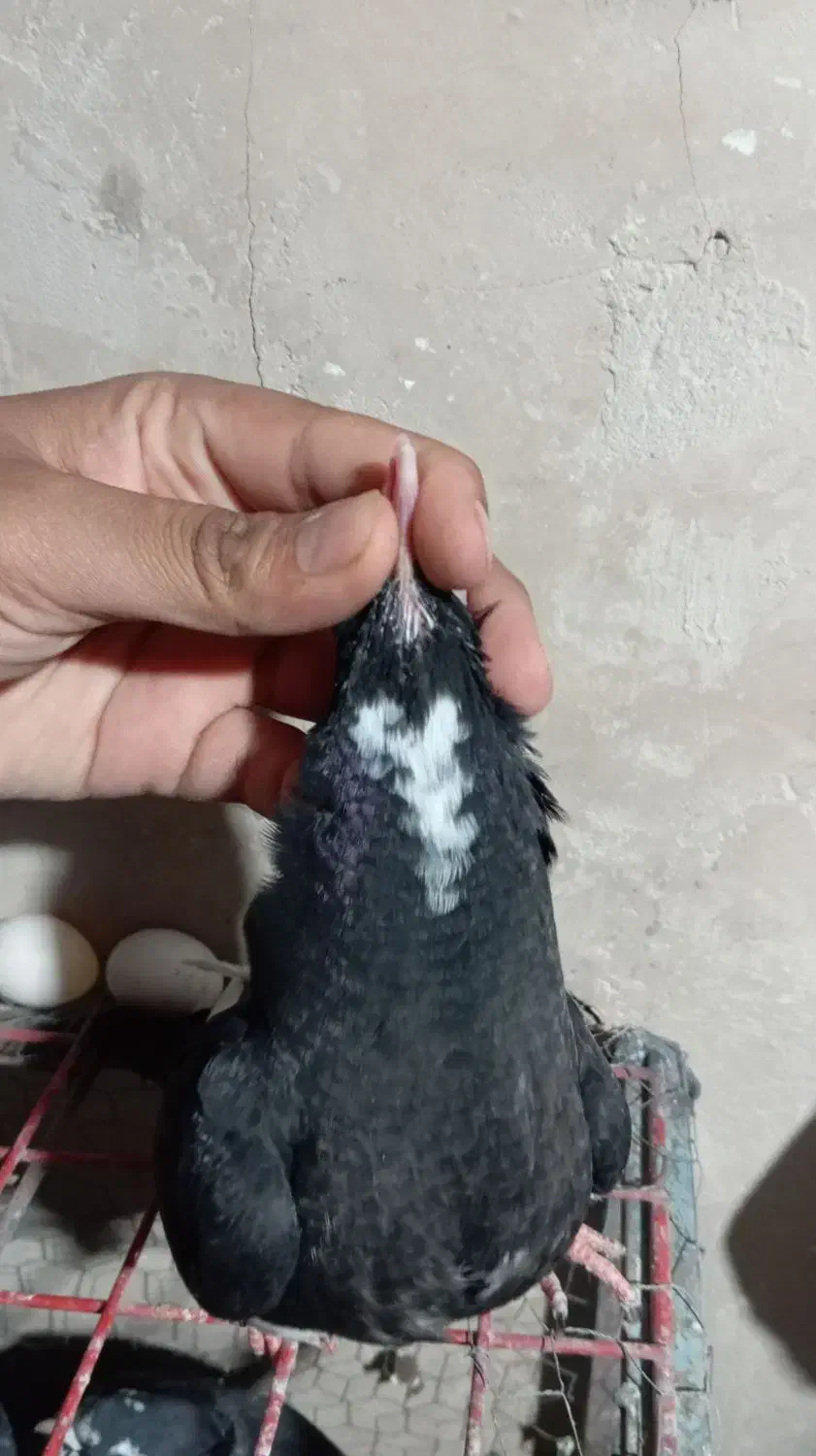 نر سیاه پلنگ کفتر سوراخ|پرنده|کرمان, |دیوار