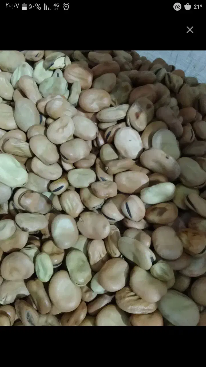 باقلا بذر برکت وهیستال درجه یک جهت کشت وخوراک|خدمات باغبانی و درختکاری|گرگان, |دیوار