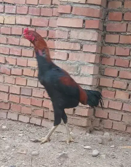 خروس لاری|حیوانات مزرعه|مینودشت, |دیوار