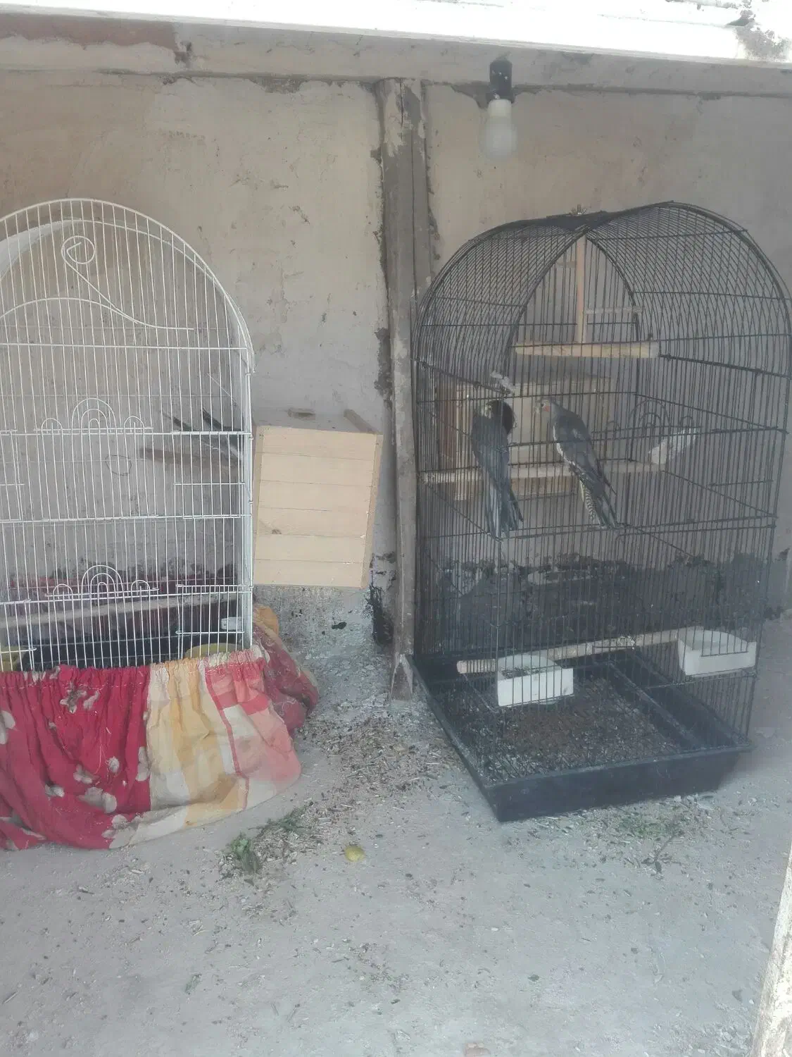 عروس هلندی|پرنده|شیراز, گلشن|دیوار