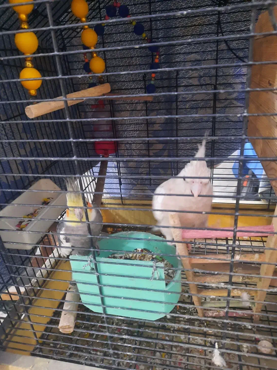 یک جفت عروس هلندی|پرنده|تهران, شکوفه (عبدل آباد)|دیوار