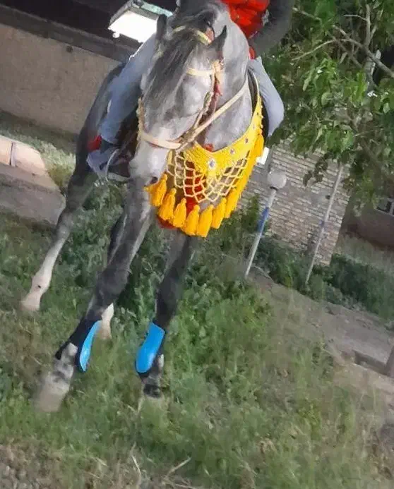 اسب کرد|اسب و تجهیزات اسبسواری|مرند, |دیوار