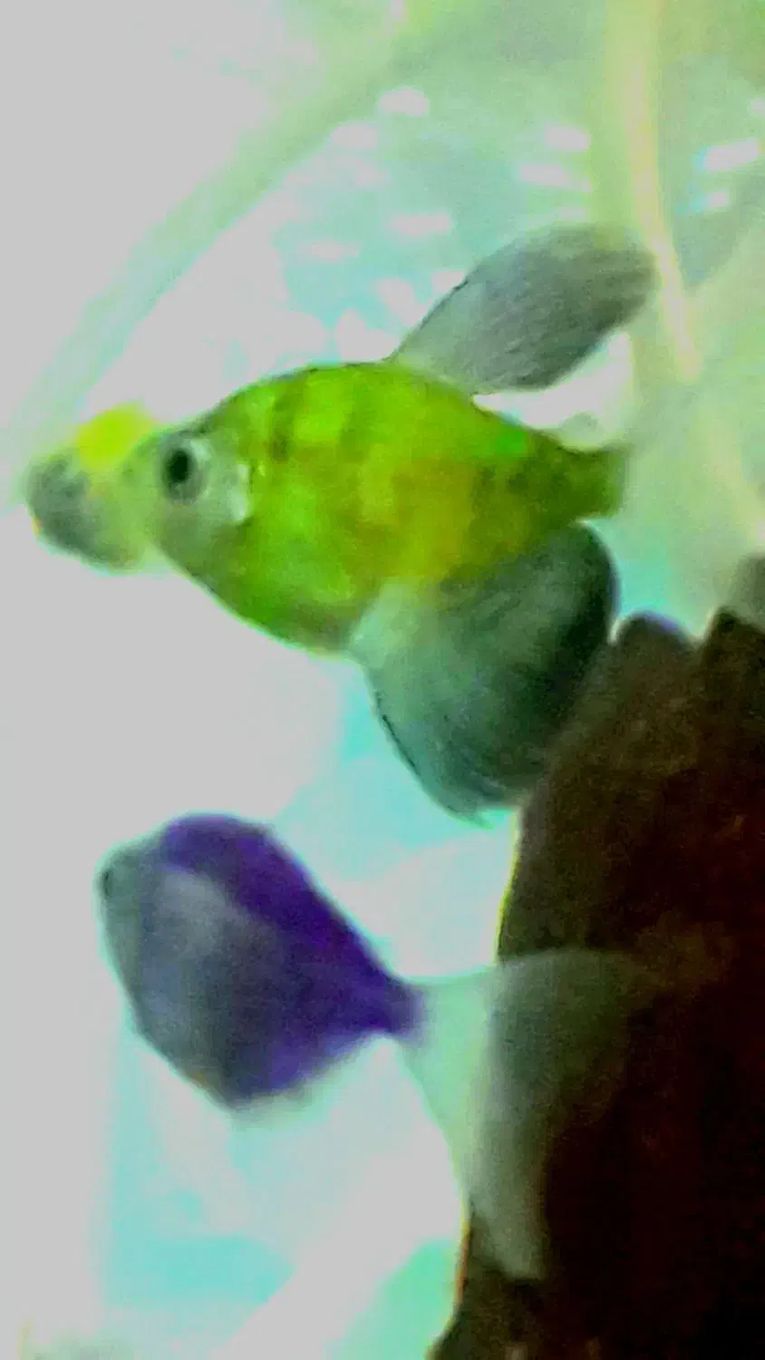 ماهیکالرفیش|ماهی|مشگین شهر, |دیوار