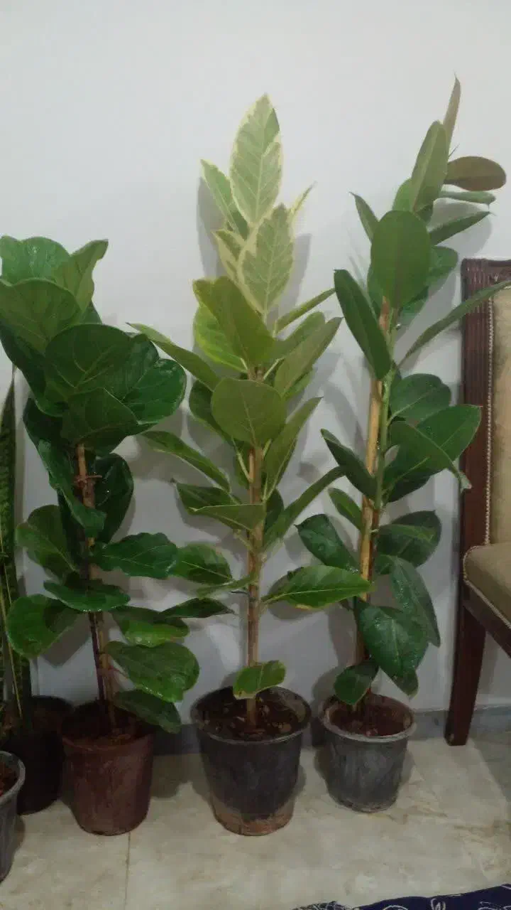 گل طبیعی|گل و گیاه طبیعی|ساوه, |دیوار