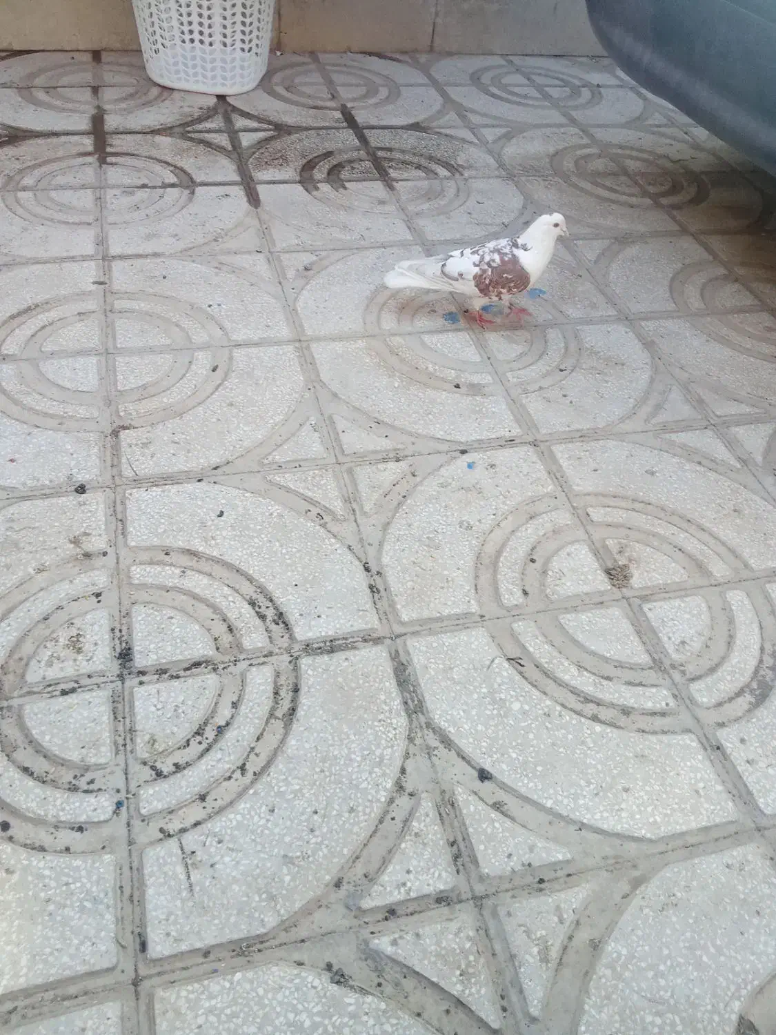 کبوتر|پرنده|سبزوار, زینبیه|دیوار