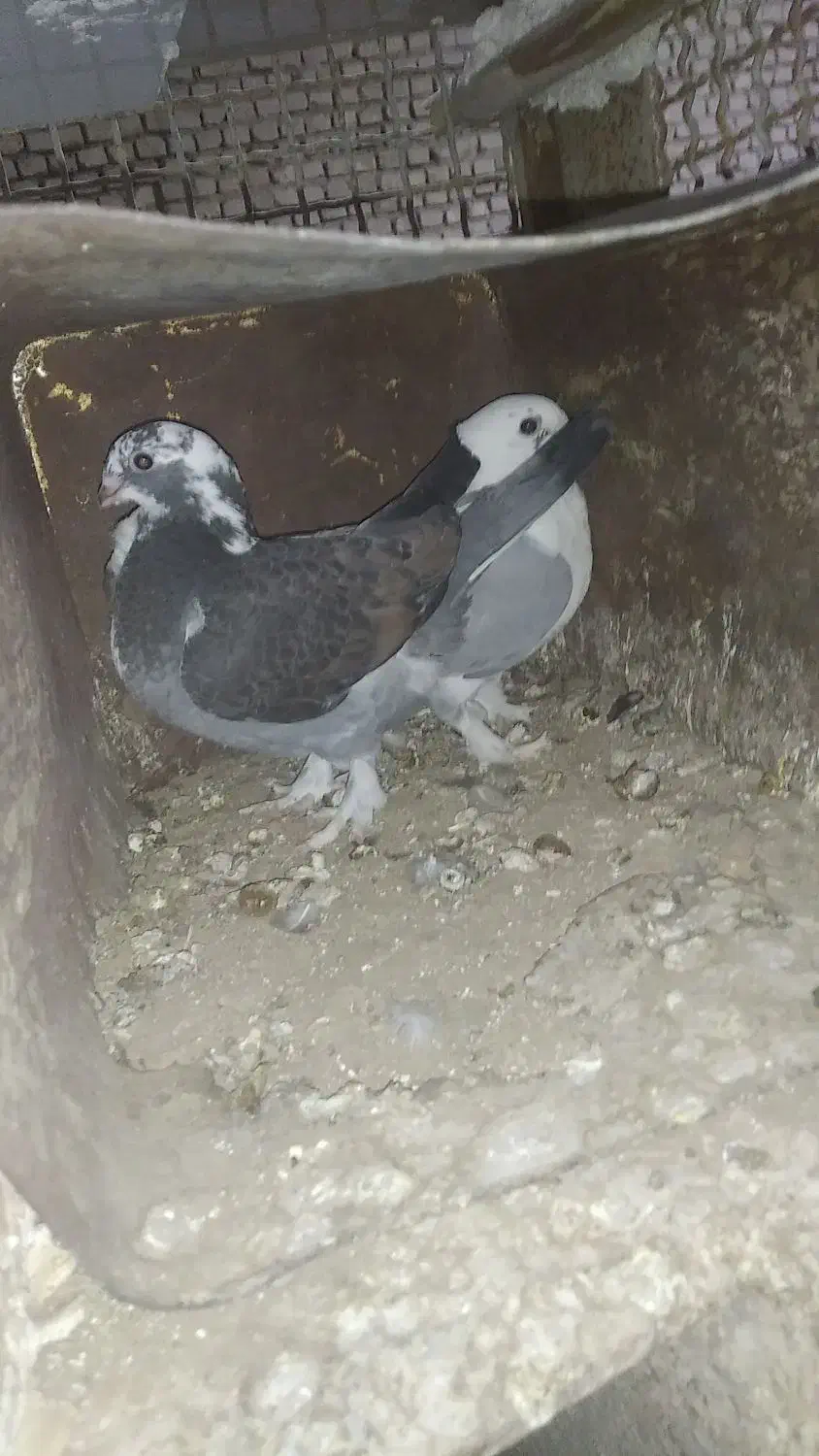 مجسمه کبوتر|مجسمه، تندیس، ماکت|بیرجند, |دیوار