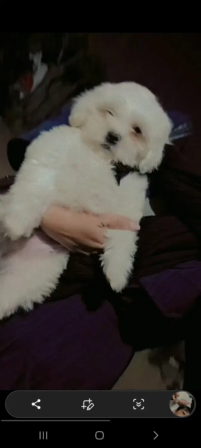 سگ آپارتمانی با ادب حرف گوش کن|سگ|سبزوار, توحیدشهر|دیوار