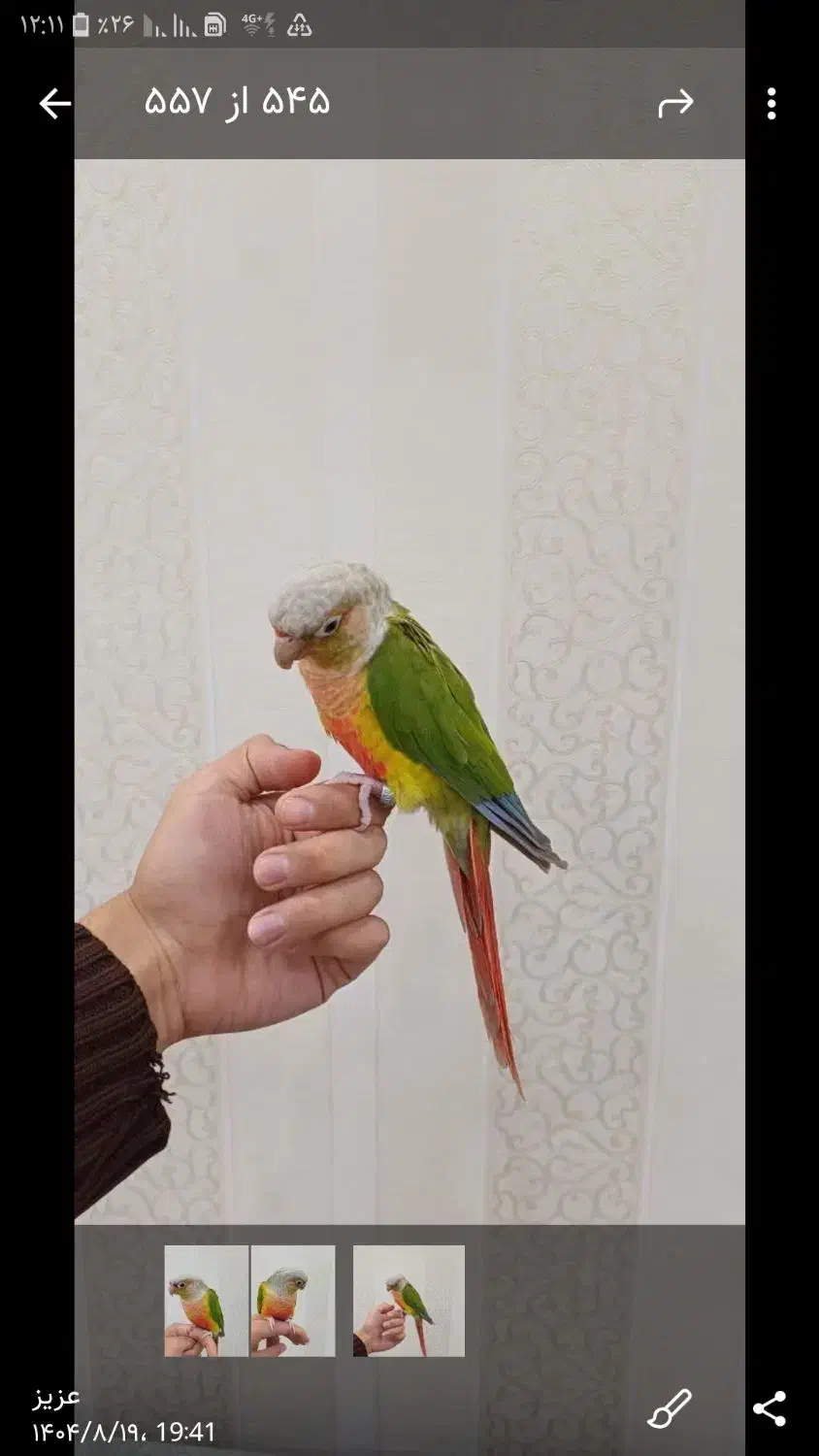 طوطی گرینچیک|پرنده|تهران, مسعودیه|دیوار