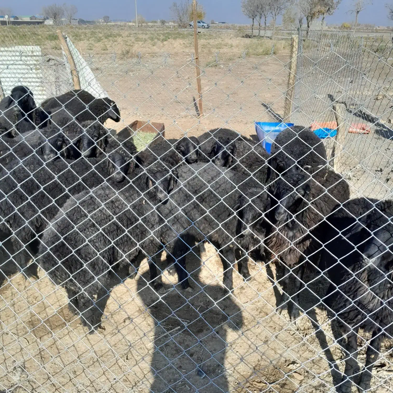 بره چاق کم شکم جفتی ۷۰|حیوانات مزرعه|جوادآباد, |دیوار