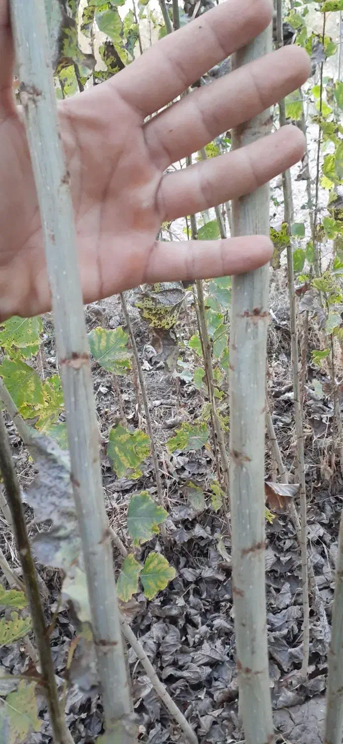 نهال صنوبرنیگرا اصل ترکیه وکبوده|خدمات باغبانی و درختکاری|قره ضیاالدین, |دیوار