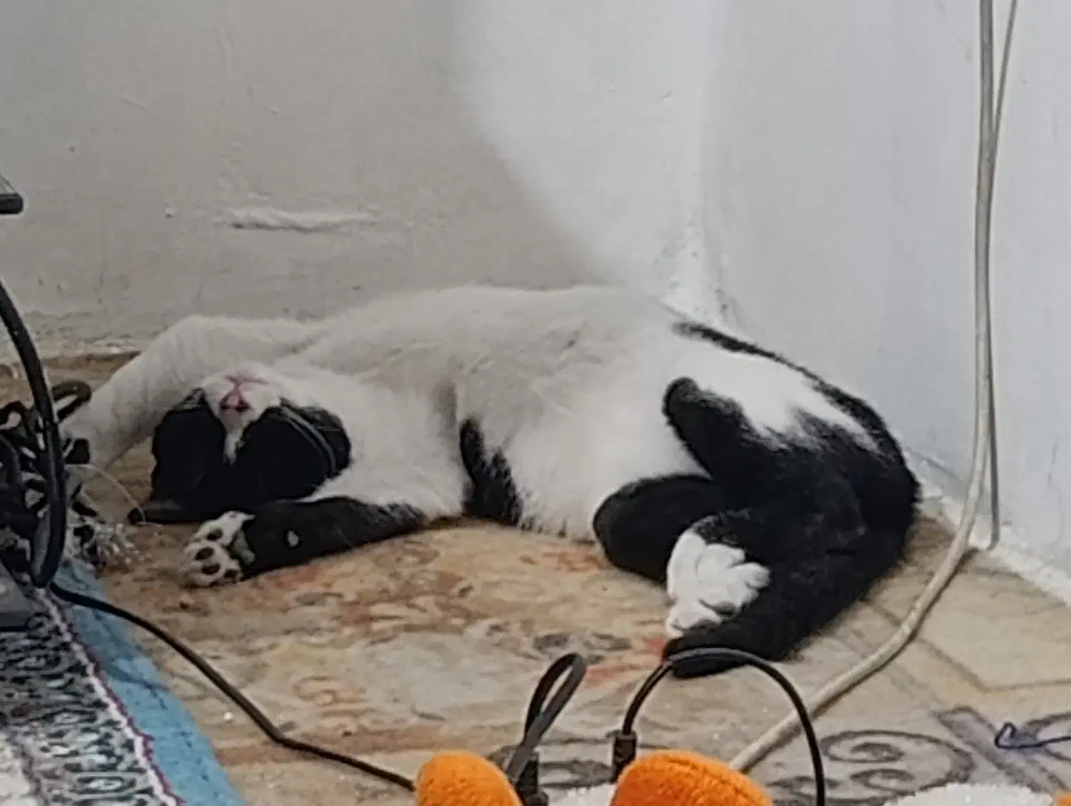 گربه زیبا|گربه|شیراز, فاضل|دیوار