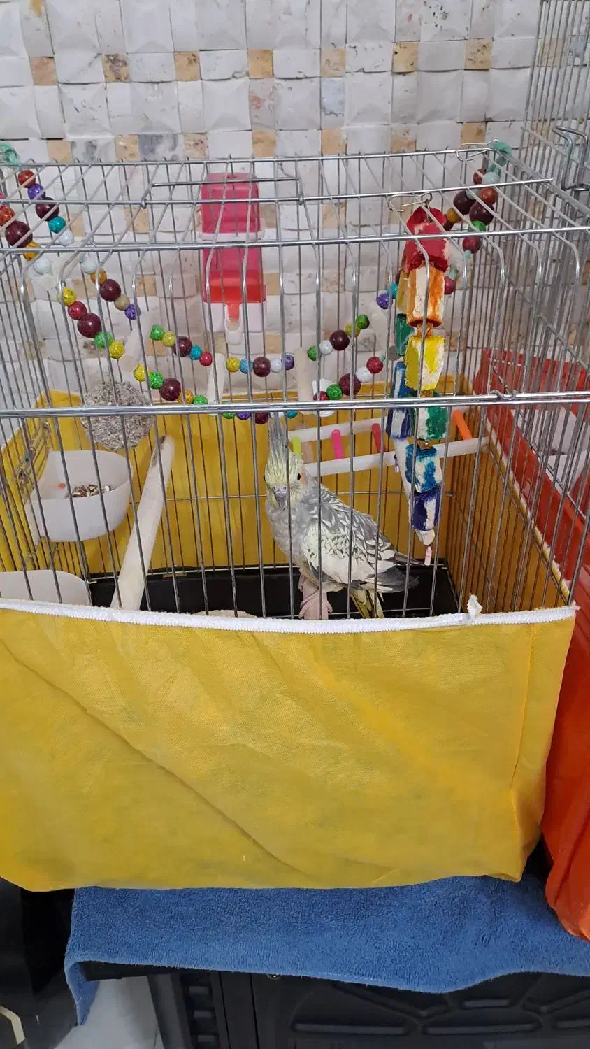 عروس هلندی ماده دستی|پرنده|تهران, شهرک ولیعصر جنوبی|دیوار