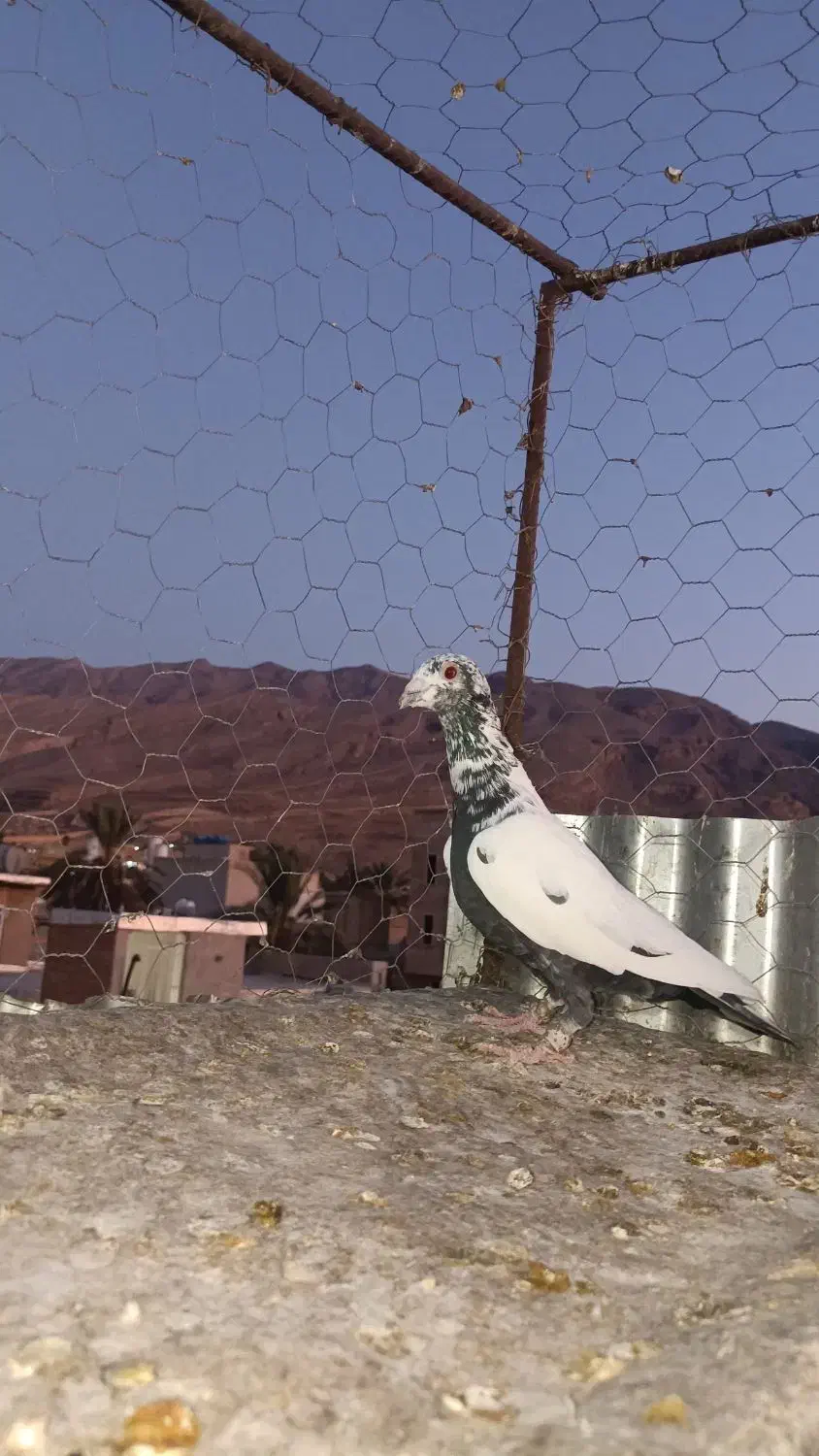 کفتر گلی|پرنده|شیراز, شهرک مدرس|دیوار