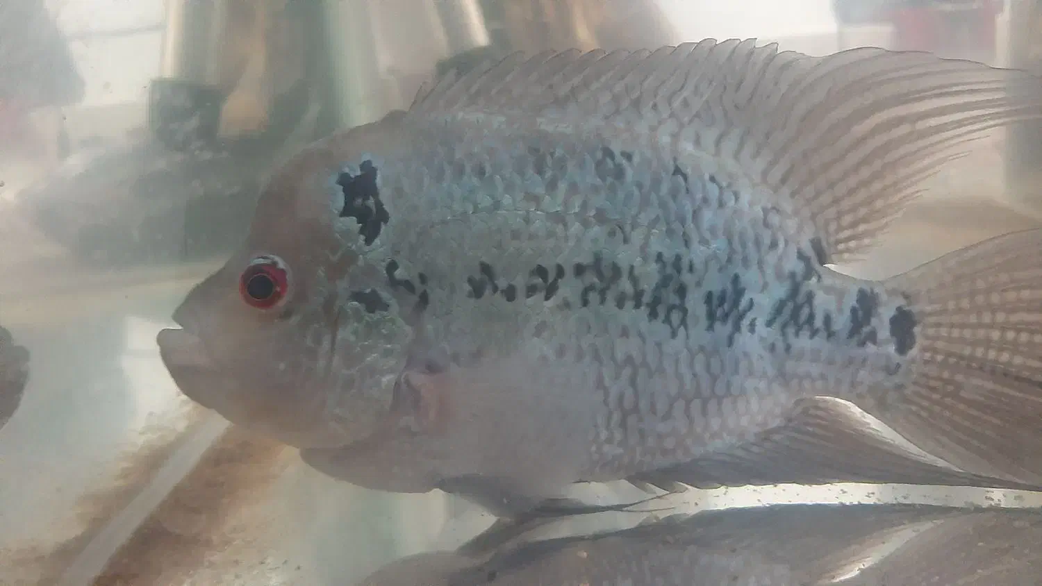 ماهی فلاور.|ماهی|سهند, |دیوار