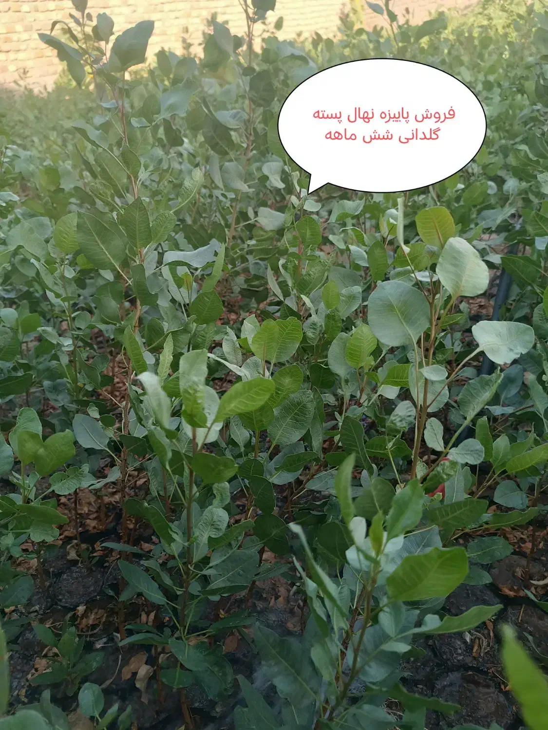 نهال پسته  گلدانی با بیش از بیست سال تجربه|خدمات باغبانی و درختکاری|بیرجند, |دیوار
