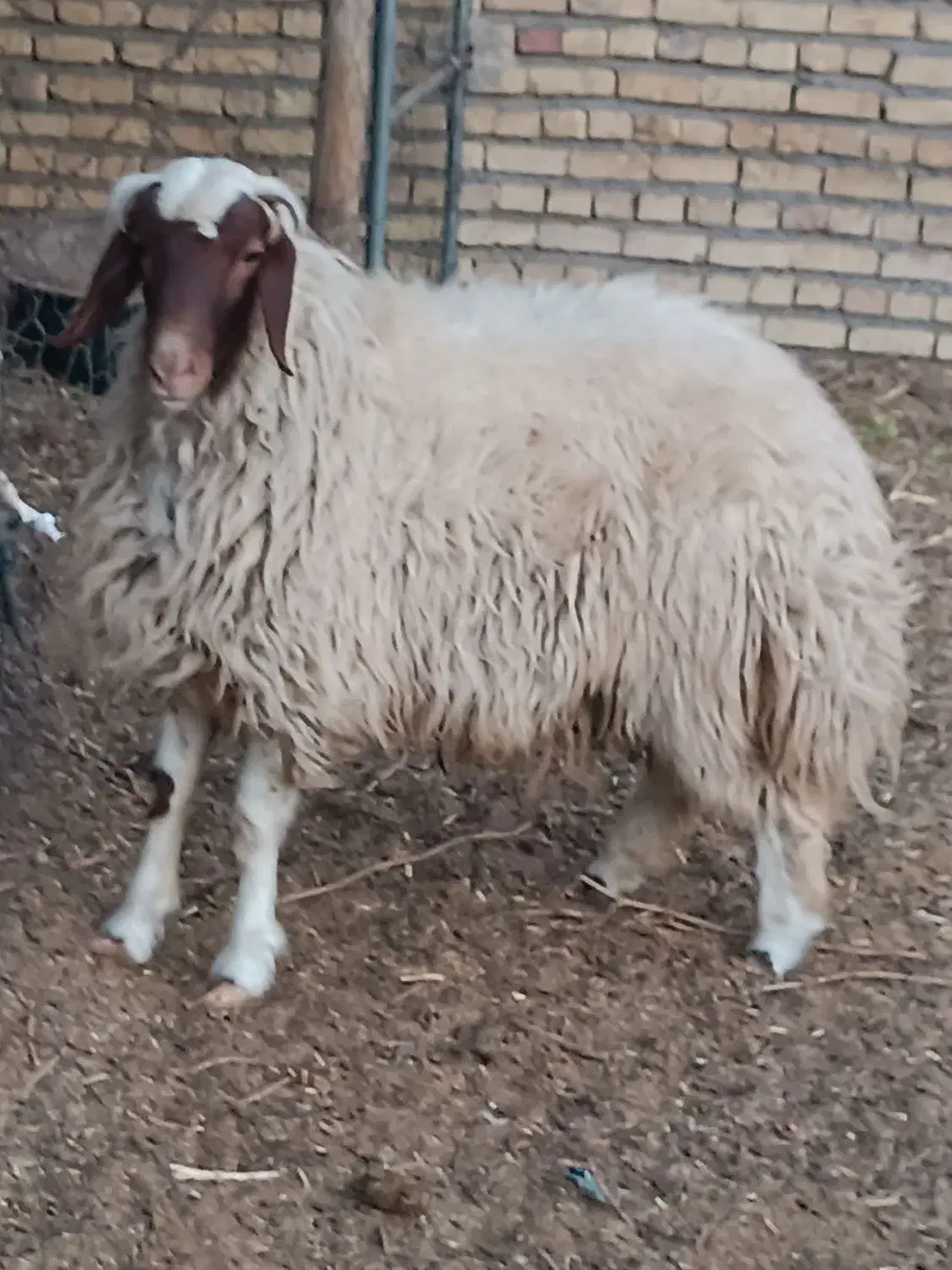 بره سنجابی|حیوانات مزرعه|ششطراز, |دیوار