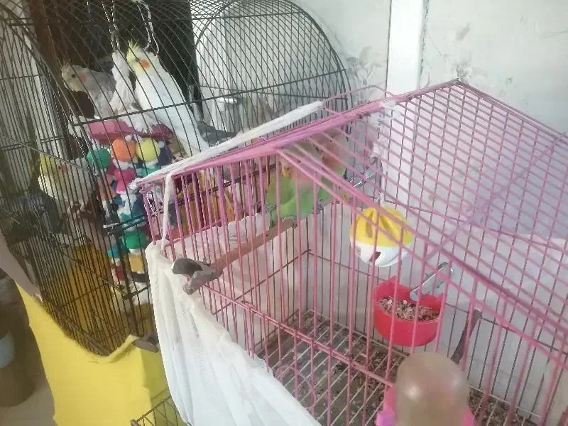 کوتوله|پرنده|تهران, مشیریه|دیوار