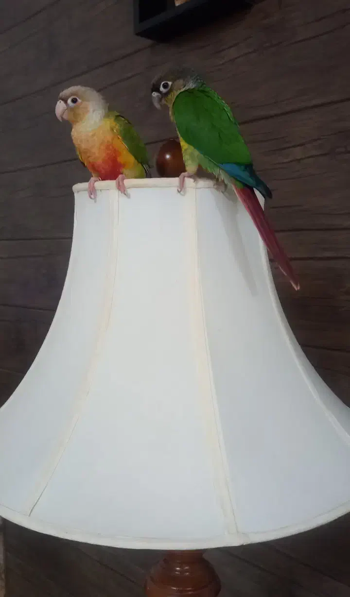 فروش دو عدد طوطی گرینچیگ|پرنده|گرمسار, |دیوار