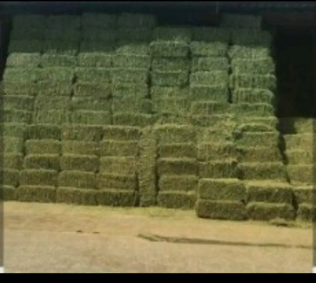 یونجه درجه ۱|حیوانات مزرعه|تاکستان, |دیوار