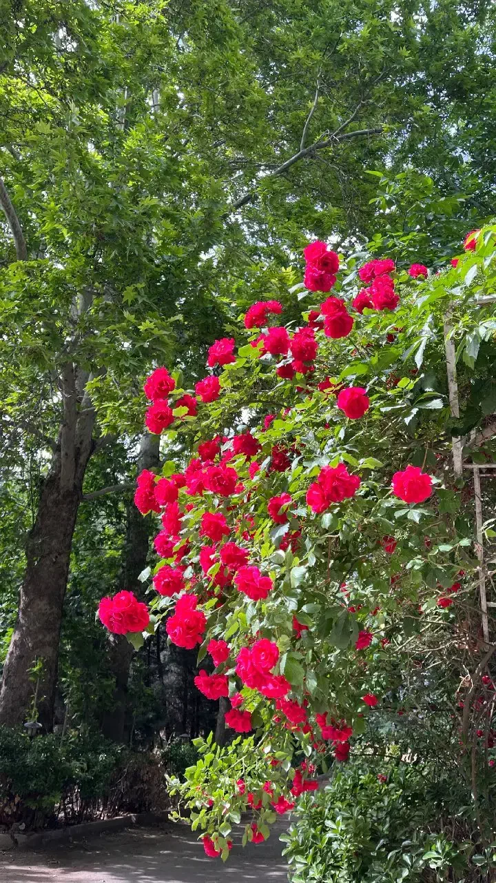 راهنمایی کنید|فعالیت داوطلبانه|قزوین, |دیوار