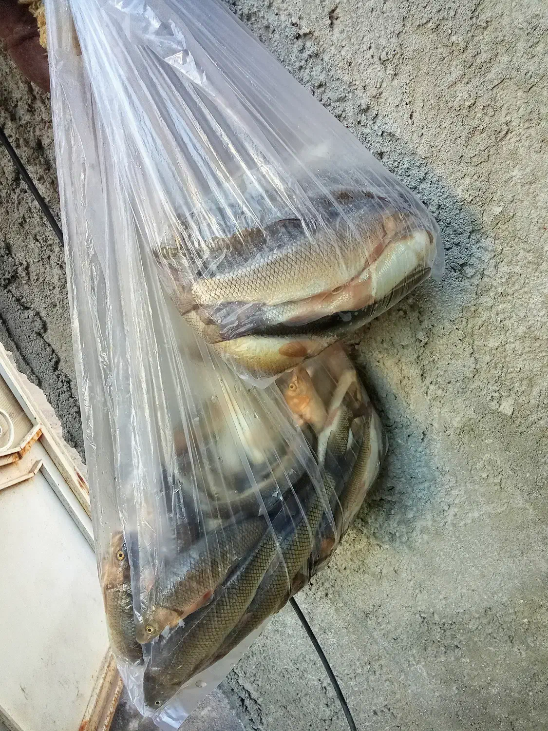 بالیخ|ماهی|میانه, |دیوار