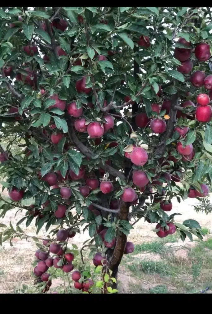 به نیروی کارگرسیب چیدن نیاز دارم روزان تسویه میکنم|استخدام صنعتی، فنی، مهندسی|بروجرد, |دیوار