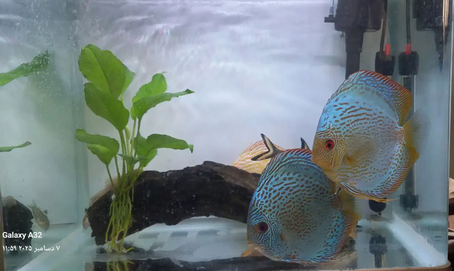 ماهی دیسکس بلو برلیانت|ماهی|شیراز, شهرک سراج|دیوار