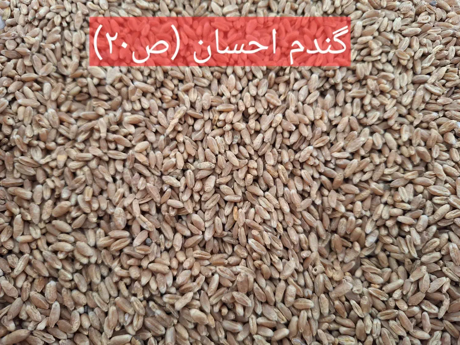 گندم بذر احسان و تکتاز بوجار شده و آماده کشت.|خدمات باغبانی و درختکاری|آق قلا, |دیوار