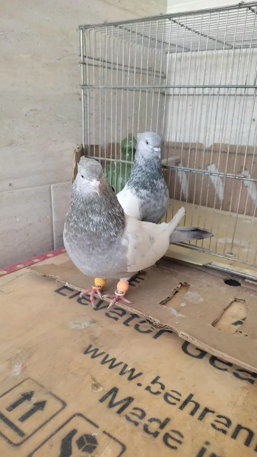 کفتر سینه|پرنده|شیراز, کوشک میدان|دیوار