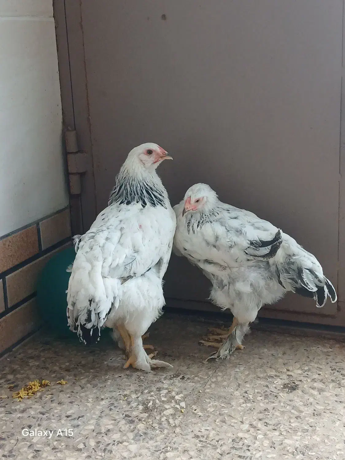 جوجه برهما رومانیایی پاه پر|حیوانات مزرعه|کومله, |دیوار