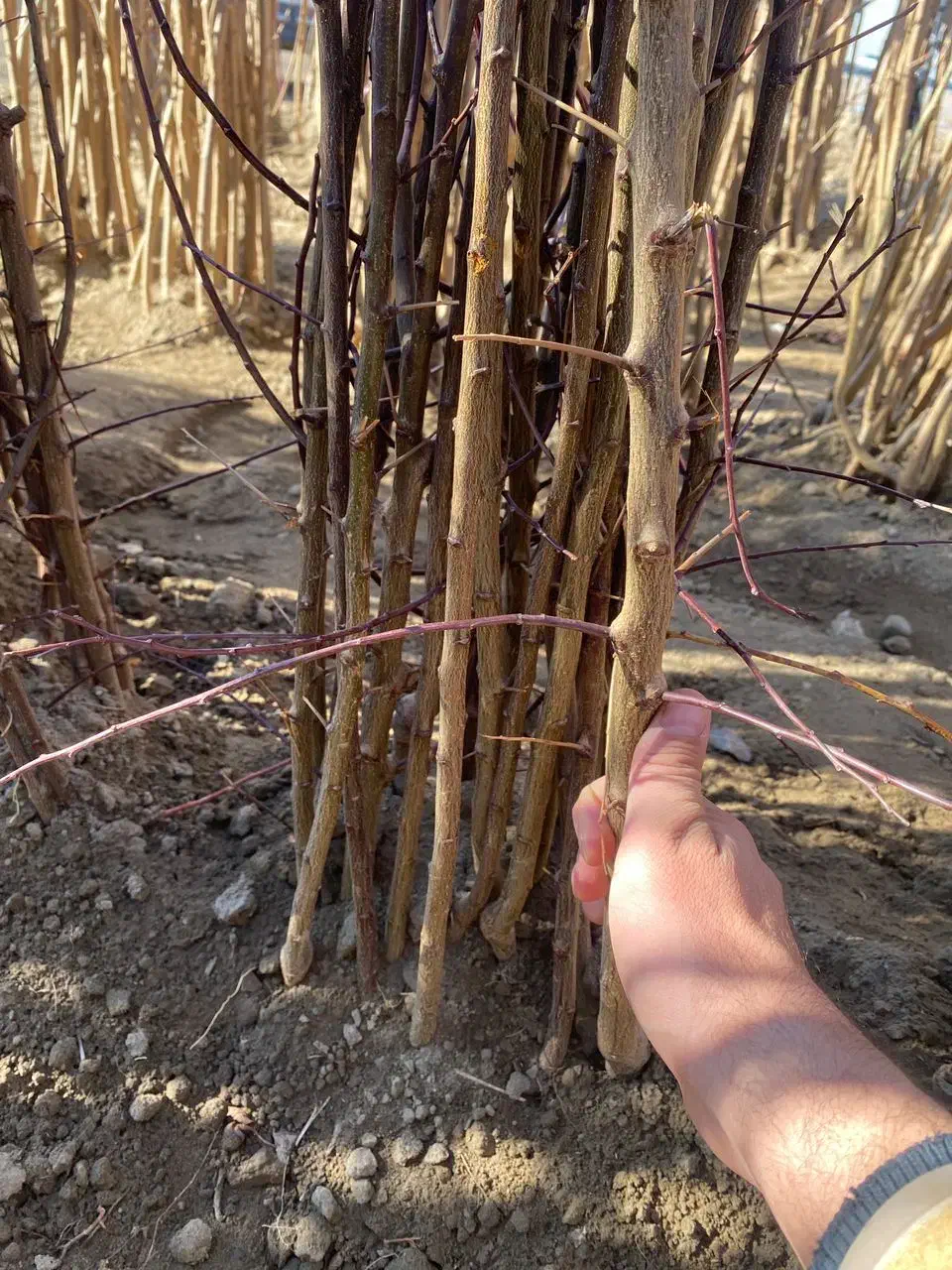 نهال فقط ۶۰ تومن|خدمات باغبانی و درختکاری|محمدیه-قزوین, |دیوار