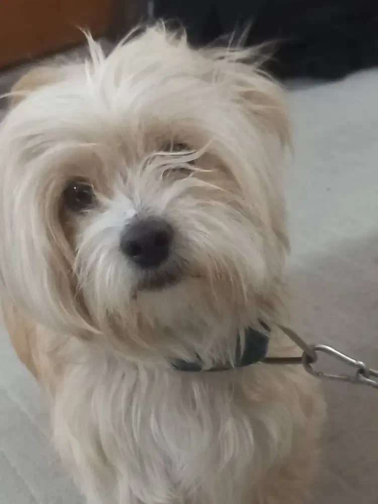 سگ شیتزو کوچولو|سگ|فولادشهر, مسکن مهر فولادشهر|دیوار