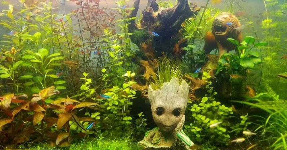 آکواریوم|ماهی|کرمان, |دیوار