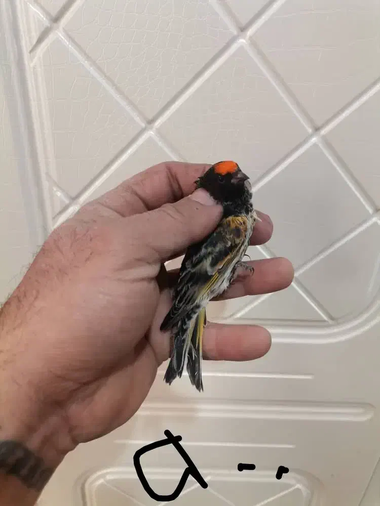 گلبسر|پرنده|تهران, آذری|دیوار