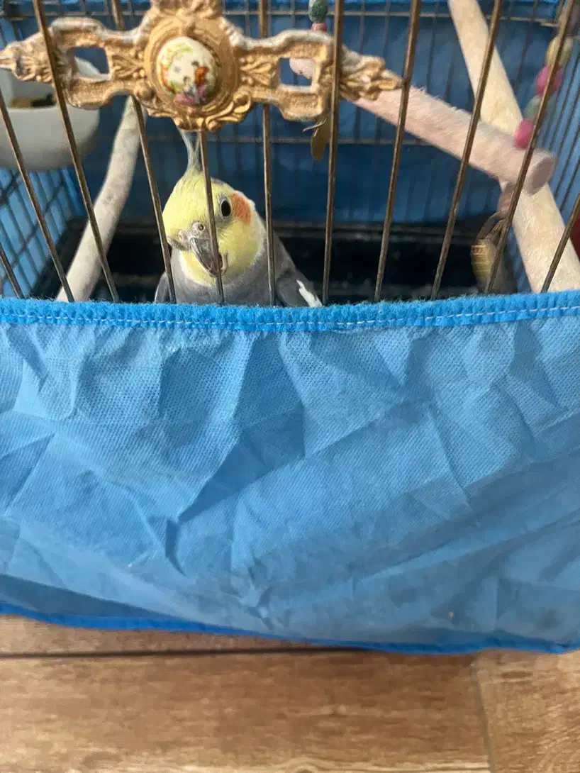 طوطی عروس بالغ نر|پرنده|نظرآباد, نظرآباد|دیوار