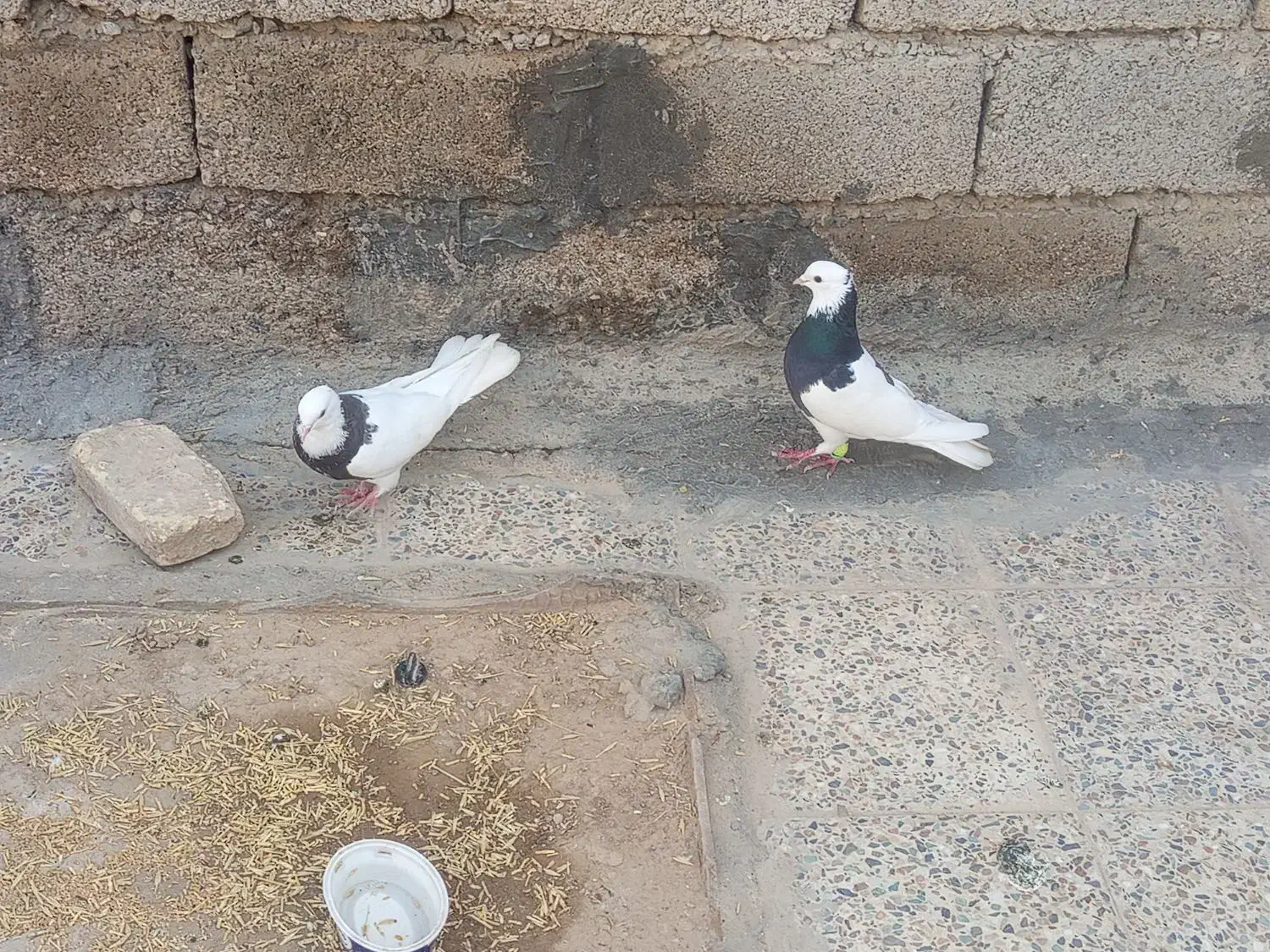 کبوتر|پرنده|دهلران, |دیوار