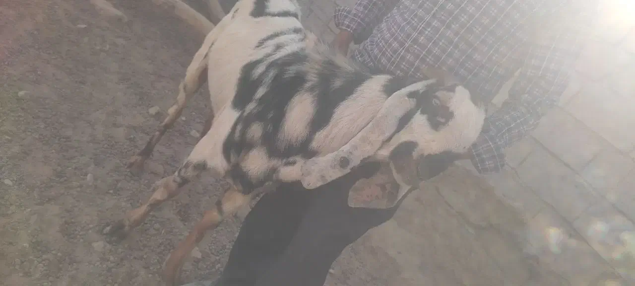 نر بز پنجابی اصل پاکستان|حیوانات مزرعه|هامون, |دیوار