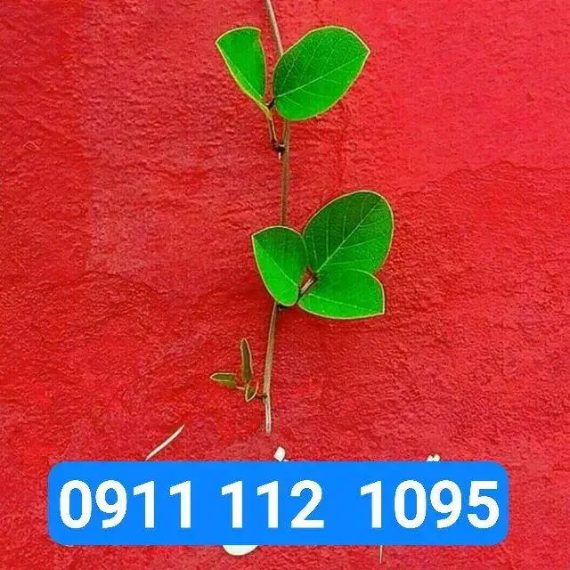 09111121095|سیمکارت|بابل, |دیوار