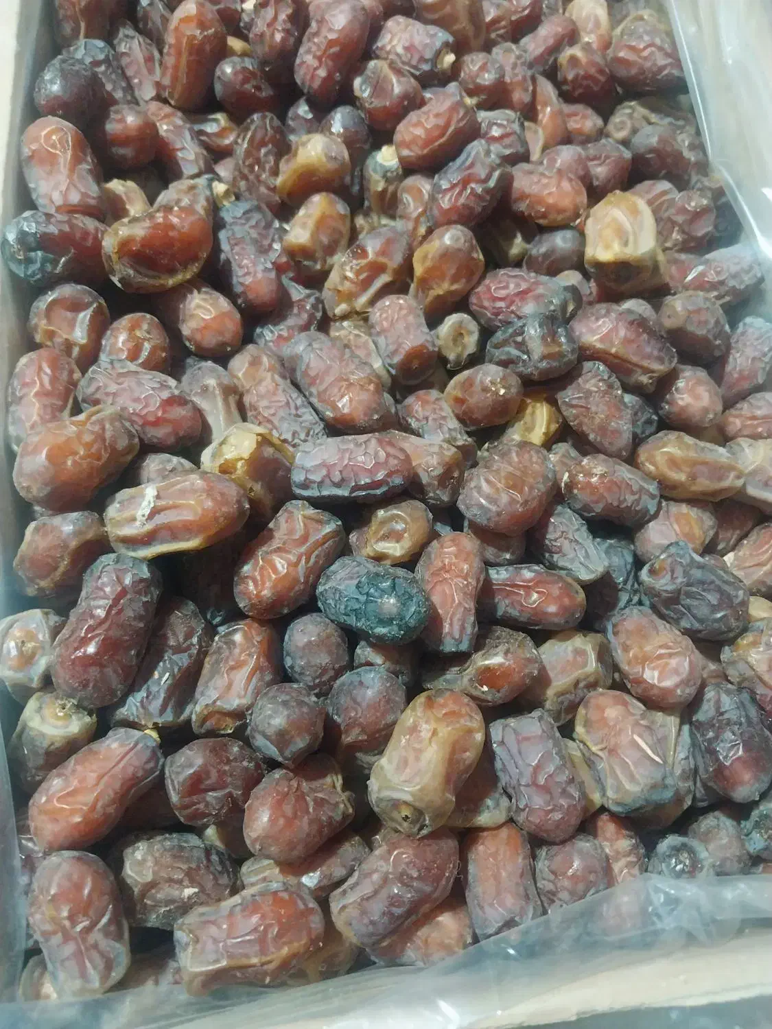 خرماربی وزرداموجود|خوردنی و آشامیدنی|قائم‌شهر, |دیوار