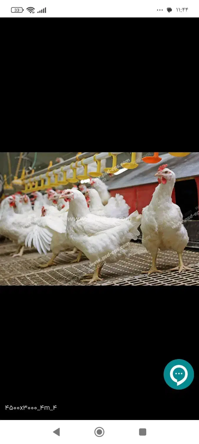 فروش مرغ و خروس گوشتی  به صورت تکی و عمده|حیوانات مزرعه|محمدشهر, ولدآباد|دیوار