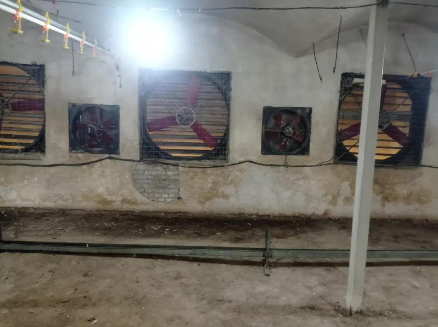 مرغداری گوشتی|استخدام صنعتی، فنی، مهندسی|مهاباد (آذربایجان غربی), |دیوار