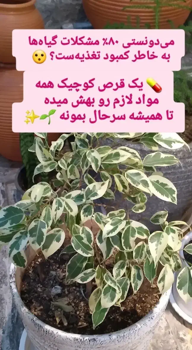 قرص کود اورگانیک|گل و گیاه طبیعی|بهبهان, |دیوار