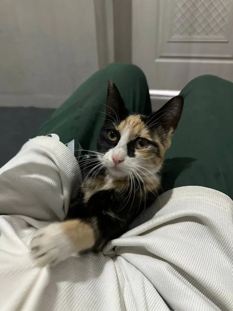 واگذاری رایگان گربه|گربه|بردسکن, |دیوار