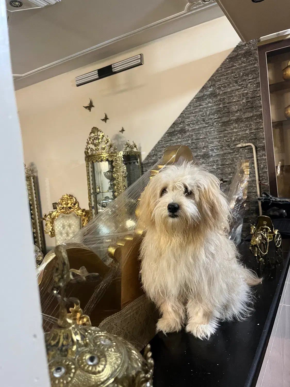 سگ خانگی|سگ|شهر ری, علایین|دیوار