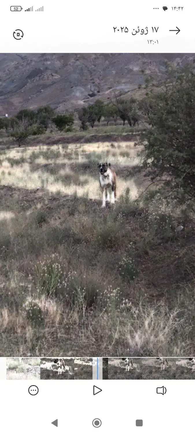 سگ گلگی|سگ|فریمان, |دیوار