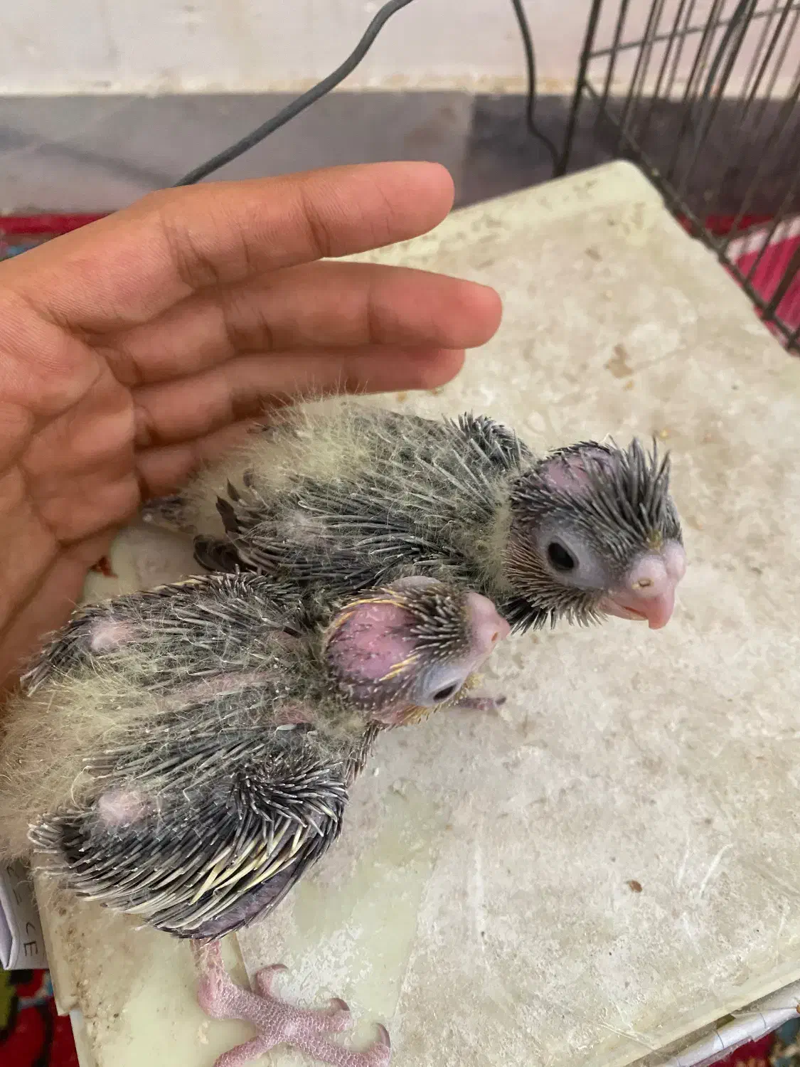 جوجه عروس|پرنده|طبس, |دیوار